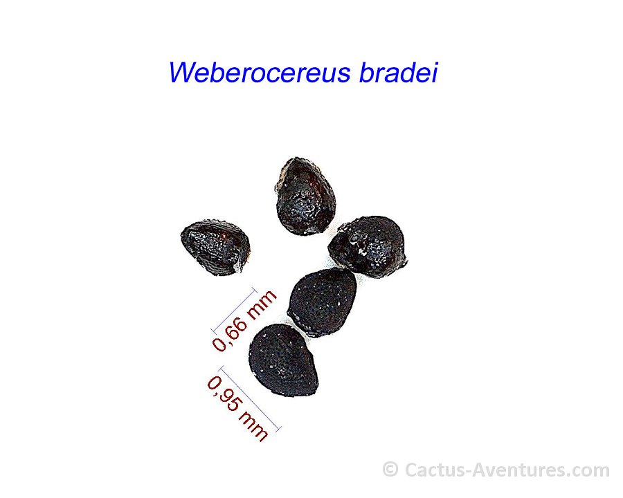 Weberocereus bradei